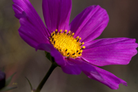 Cosmo in Sunlight 5012
